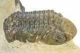 Two Detailed Reedops Trilobite - Atchana, Morocco #283913-4